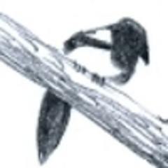 MagpieWench