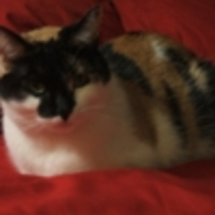 thomisina