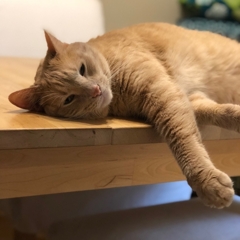 whiskeynwool