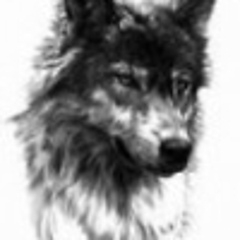 wolfjoy
