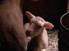 woolmeg