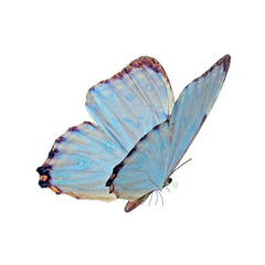 yeideum